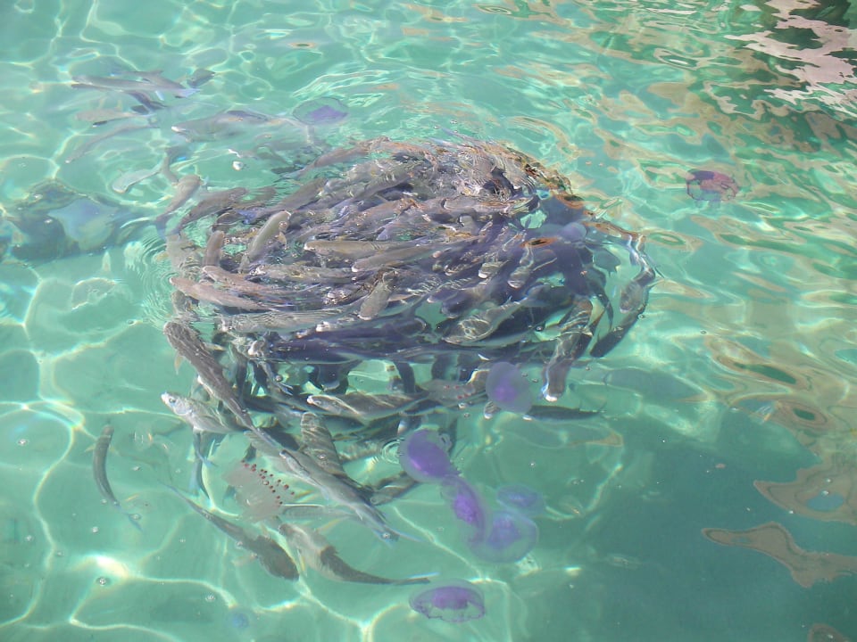 Ohne Tauchen Cleopatra Luxury Beach Resort Makadi Bay - Adults only