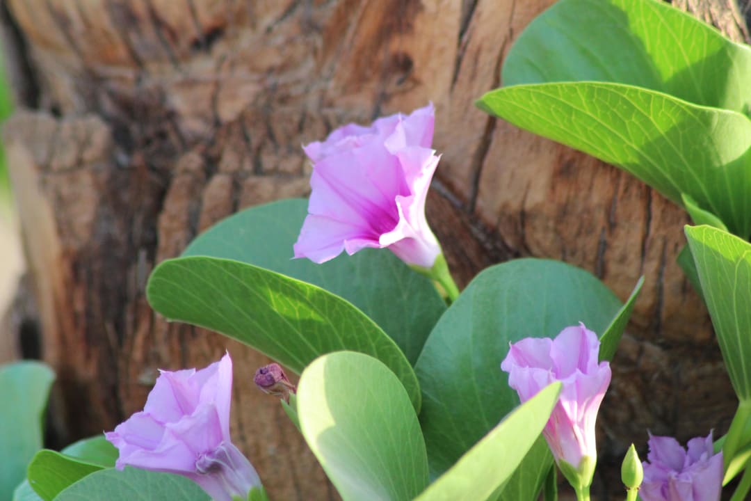 Blumen Steigenberger Coraya Beach - Adults only