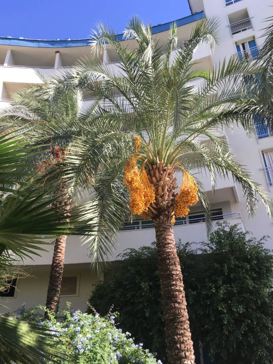 Palmen Crystal Admiral Aqua Collection