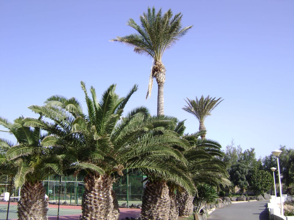 Kort tenisowy SBH Club Paraiso Playa