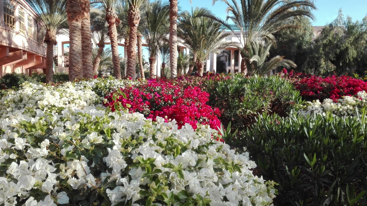Gartenanlage Mövenpick Resort & Spa El Gouna
