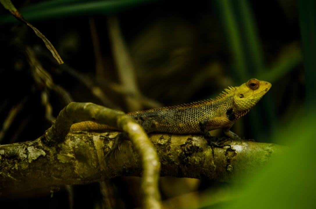 Gecko Kuredu Island Resort & Spa