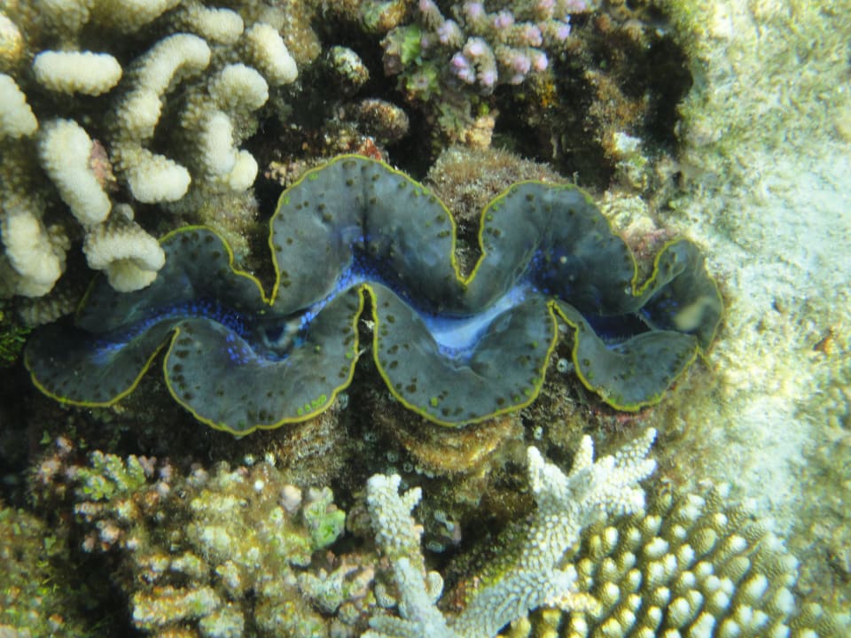 Unterwasserwelt Mirihi Island Resort