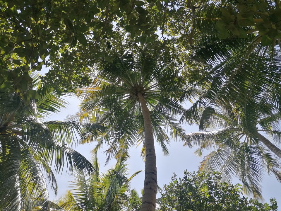 Gartenanlage NH Collection Maldives Reethi Resort