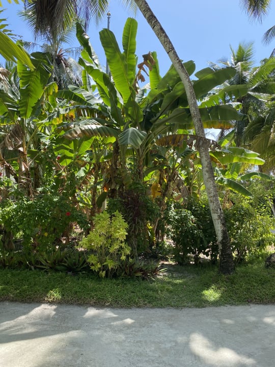 Gartenanlage Kuramathi Maldives