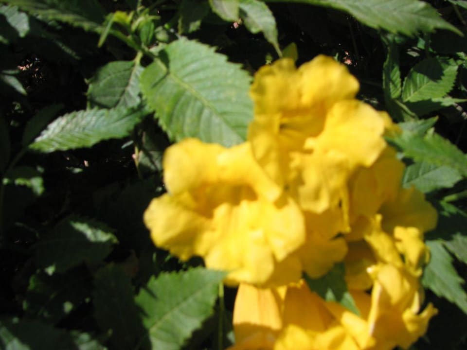 Blume Siva Grand Beach