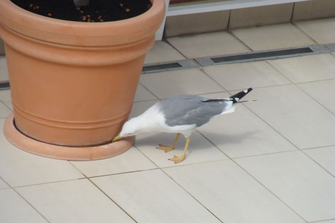 Albatros  Hotel Albatros Plava Laguna