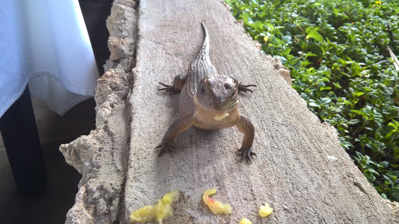 Zahme Echse Bahari Beach Hotel