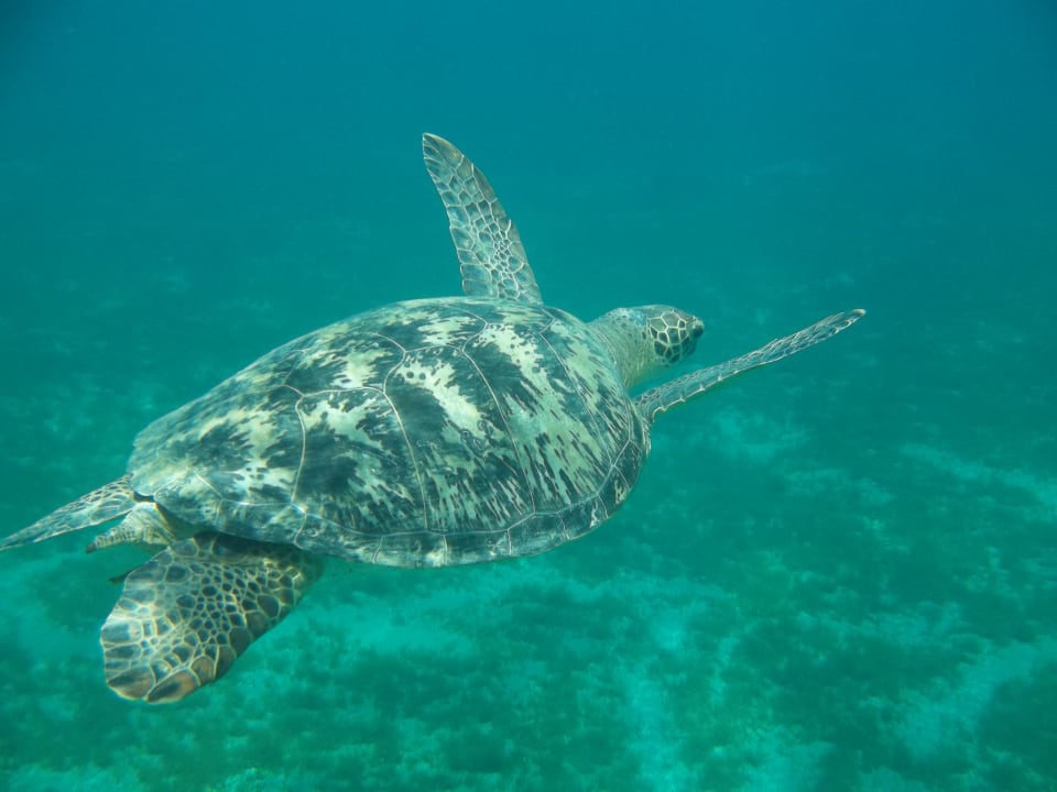 Sport & Freizeit Shams Alam Beach Resort