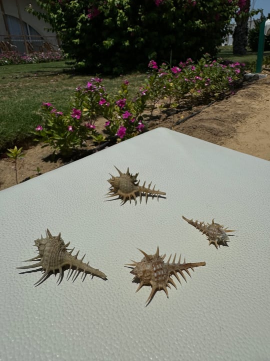 Sonstiges Desert Rose