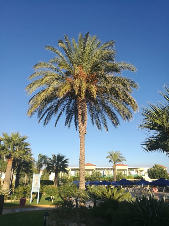 Gartenanlage Lindos Princess Beach Resort & Spa