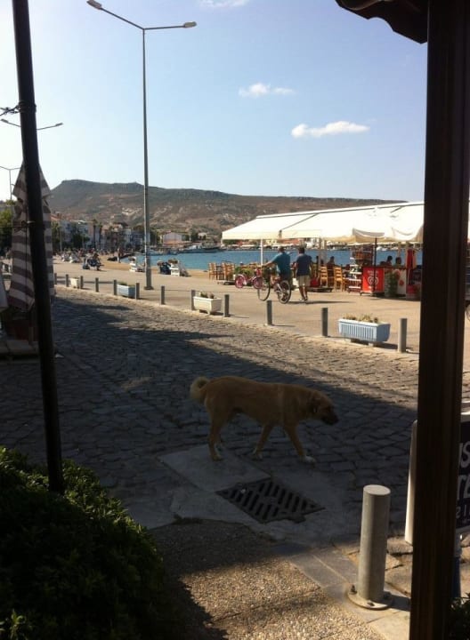 Von der Terrasse Foca Kumsal Hotel