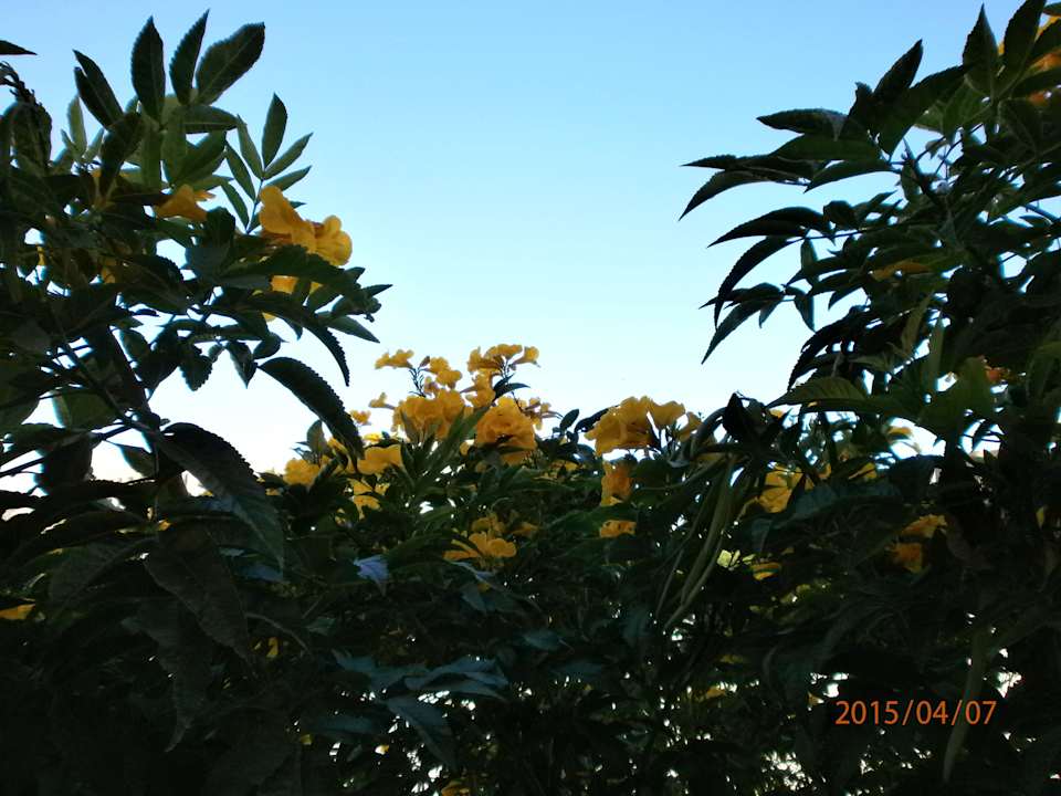 Dieser Baum hat so toll geduftet Pensée Royal Garden Beach Resort