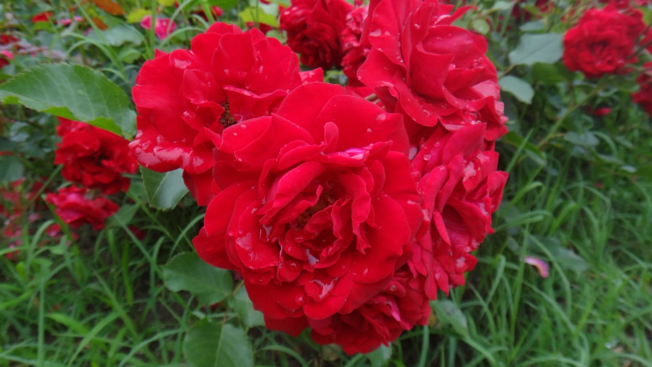 Розы Elena Hotel