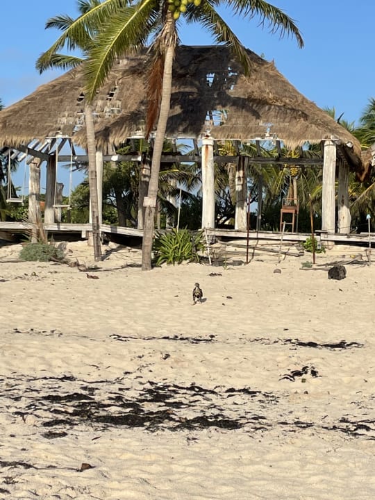 Strand Catalonia Royal Tulum Beach & Spa Resort - Adults only