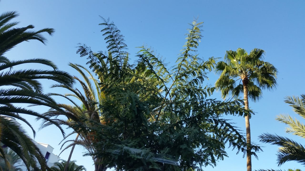 Gartenanlage Hotel Riu Gran Canaria