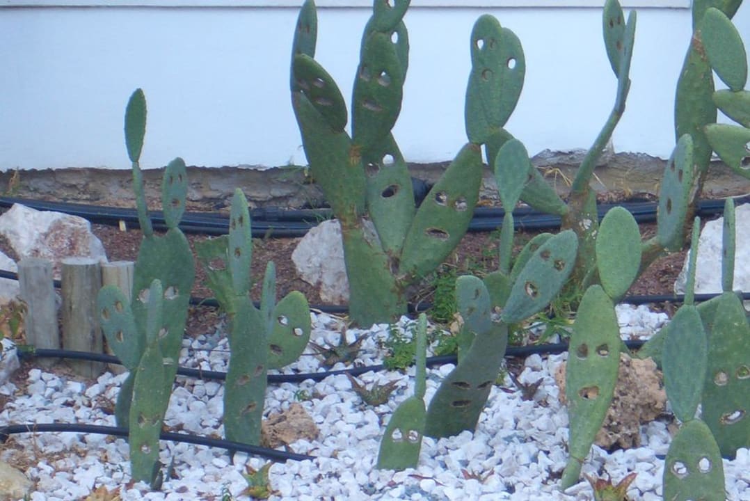 Kakteen Napa Mermaid Hotel & Suites