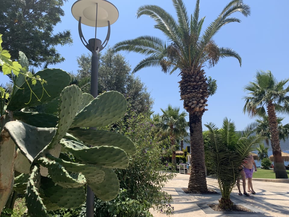 Gartenanlage TUI MAGIC LIFE Bodrum - Adult Only (16+)