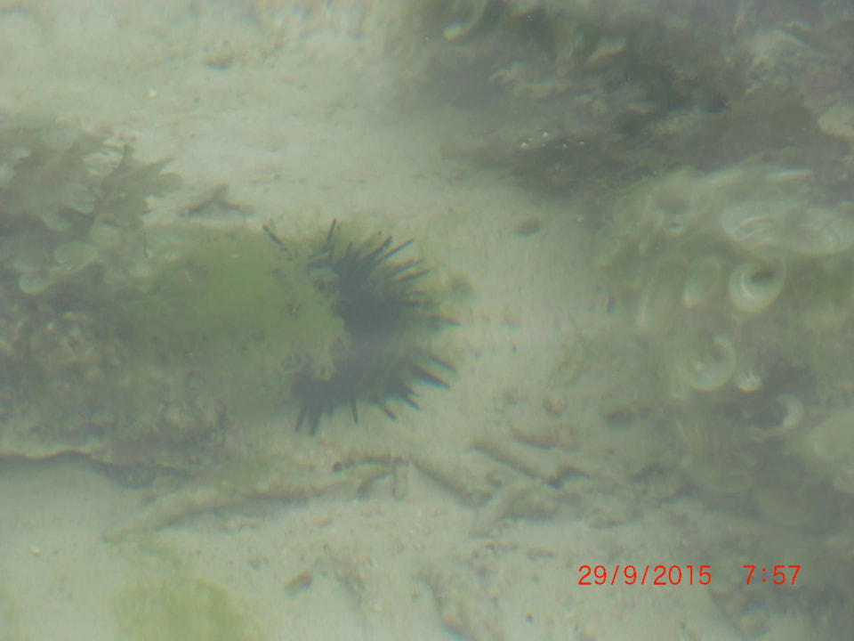 Seeigel ! Pearle Beach Resort & Spa