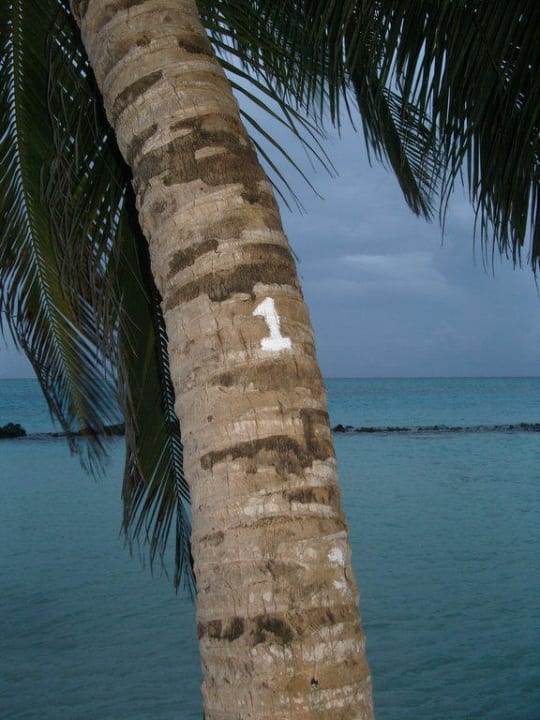 Palme Nr. 1! Summer Island Maldives