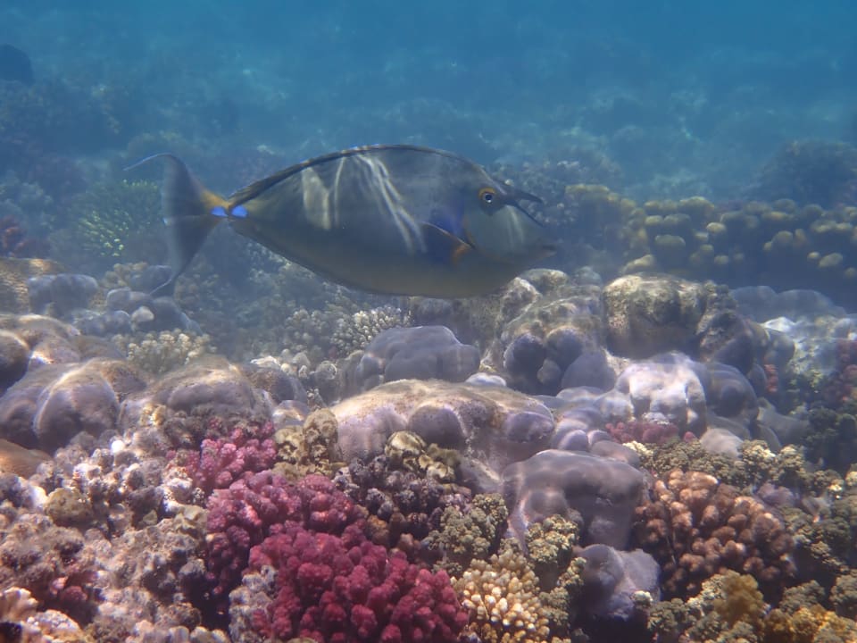 Strand Hotel Gorgonia Beach Resort