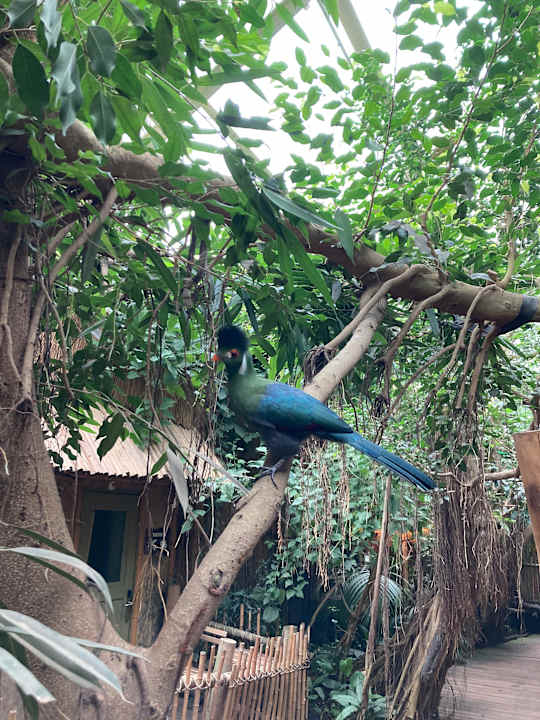 Gartenanlage Center Parcs Het Heijderbos