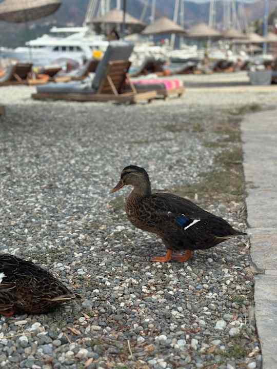 Strand Cook's Club Adakoy Marmaris