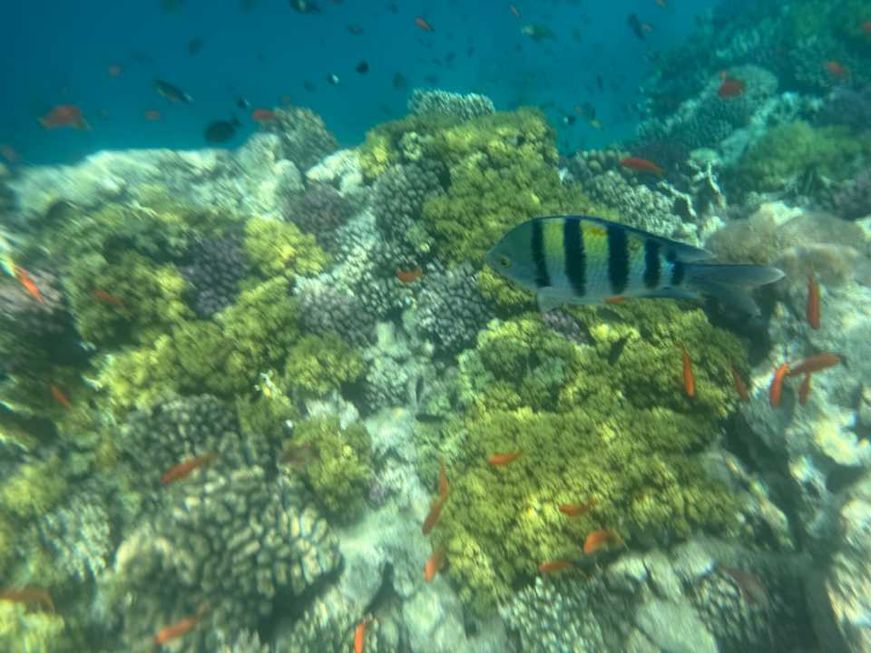 Sonstiges Palm Royale Resort - Soma Bay