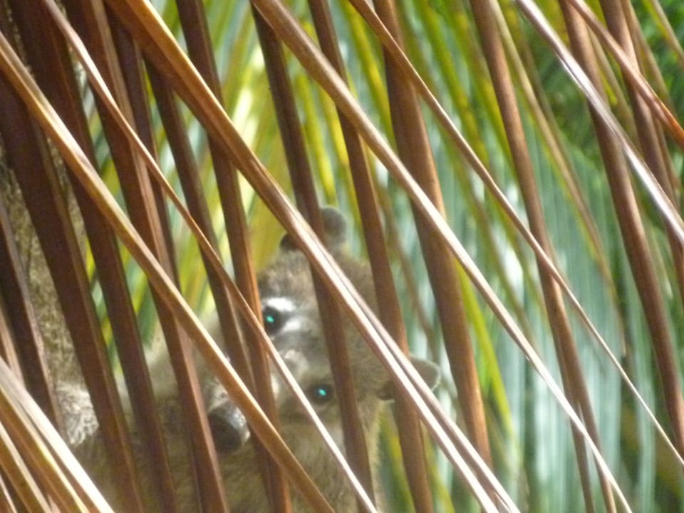 Unsere Besucher die Nasenbären Hotel Riu Tequila