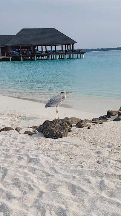 Strand Summer Island Maldives