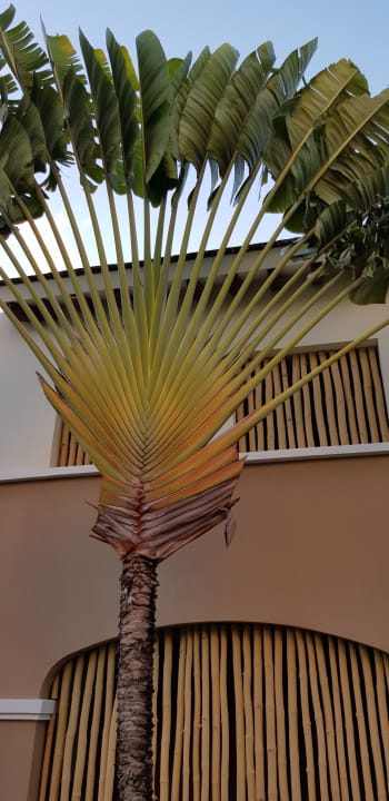 Gartenanlage Secrets Royal Beach Punta Cana - Adults only