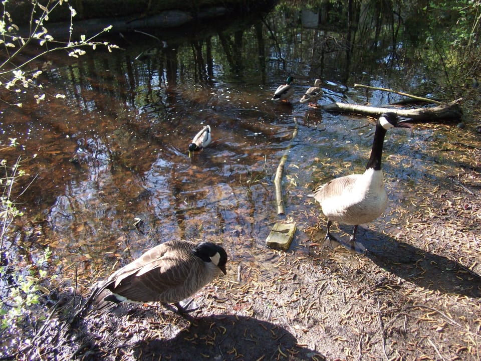 Überall Enten, klein und groß! Center Parcs Het Heijderbos