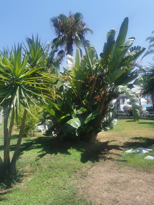 Gartenanlage TUI BLUE Palm Garden