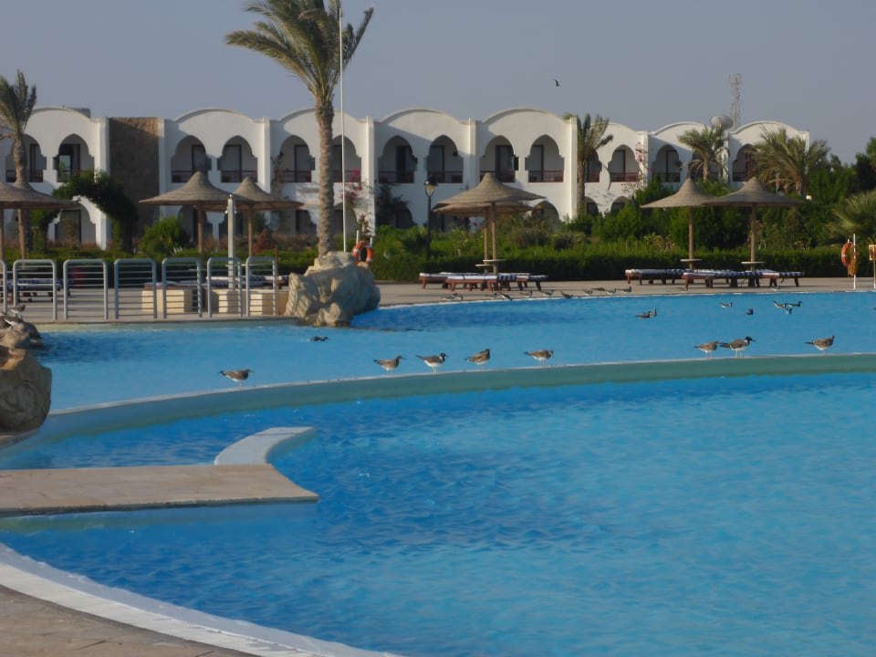 Pool Hotel Gorgonia Beach Resort