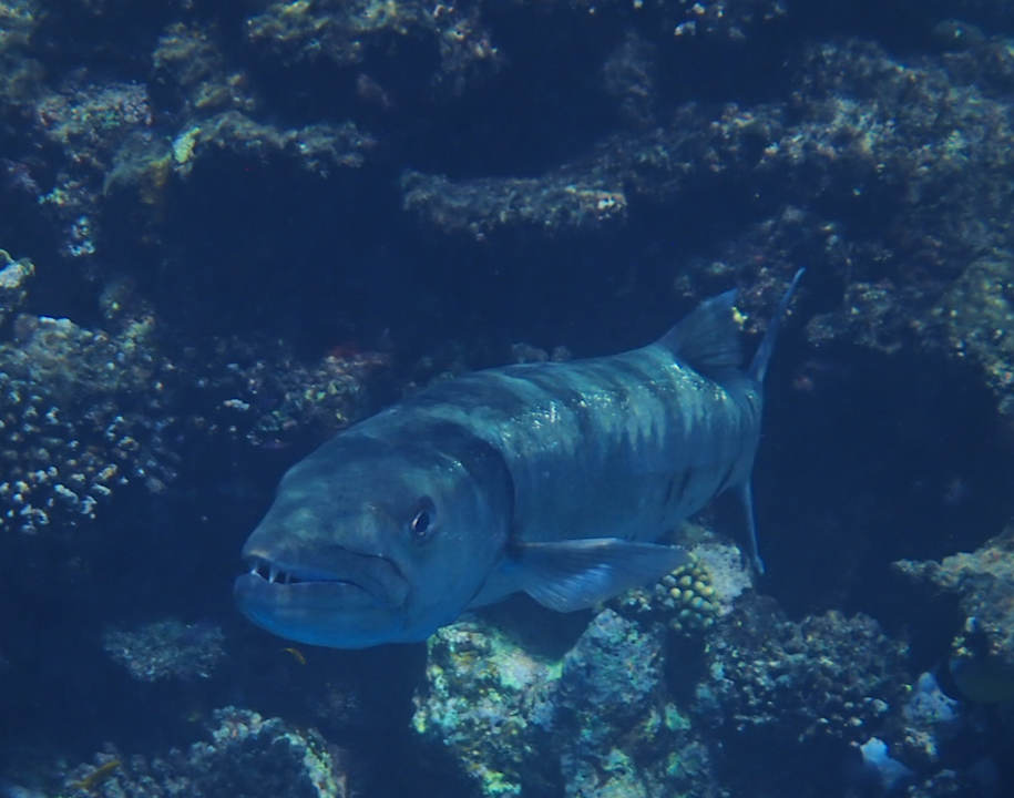Sport & Freizeit Wadi Lahmy Azur Resort