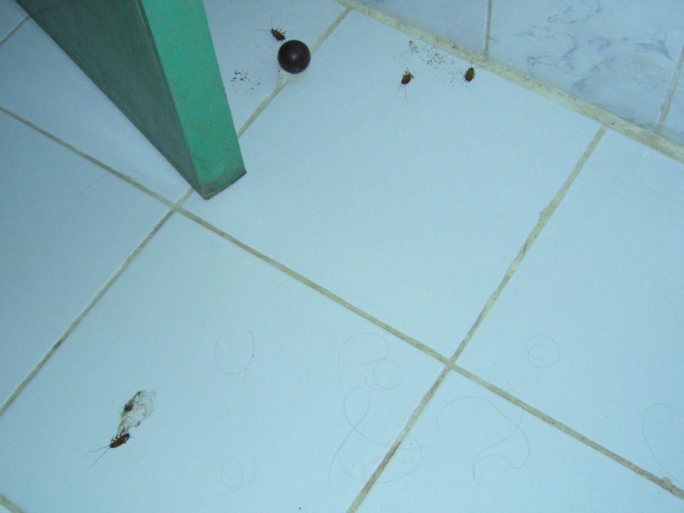 unliebsame Mitbewohner Giftun Azur Resort