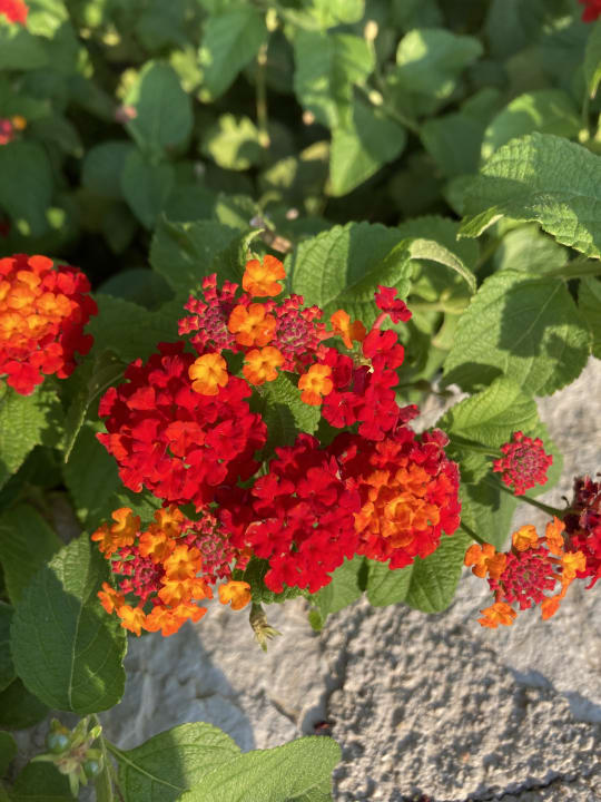 Gartenanlage Hotel Kalithea Horizon Royal