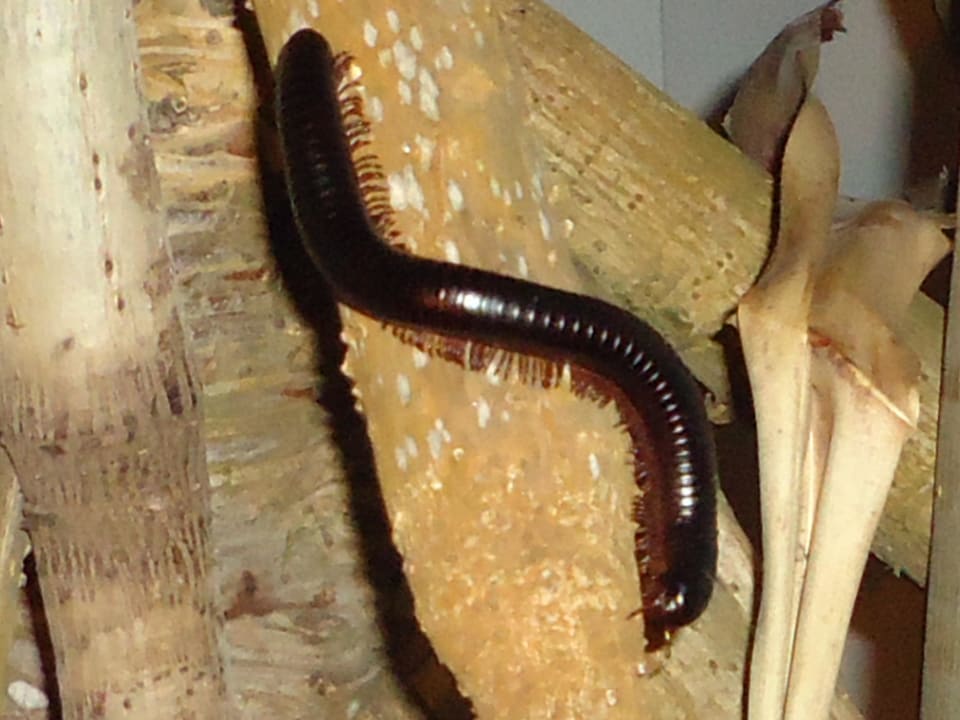 Ruhige, ekelige Tausenfüssler Hotel Southern Palms Beach Resort