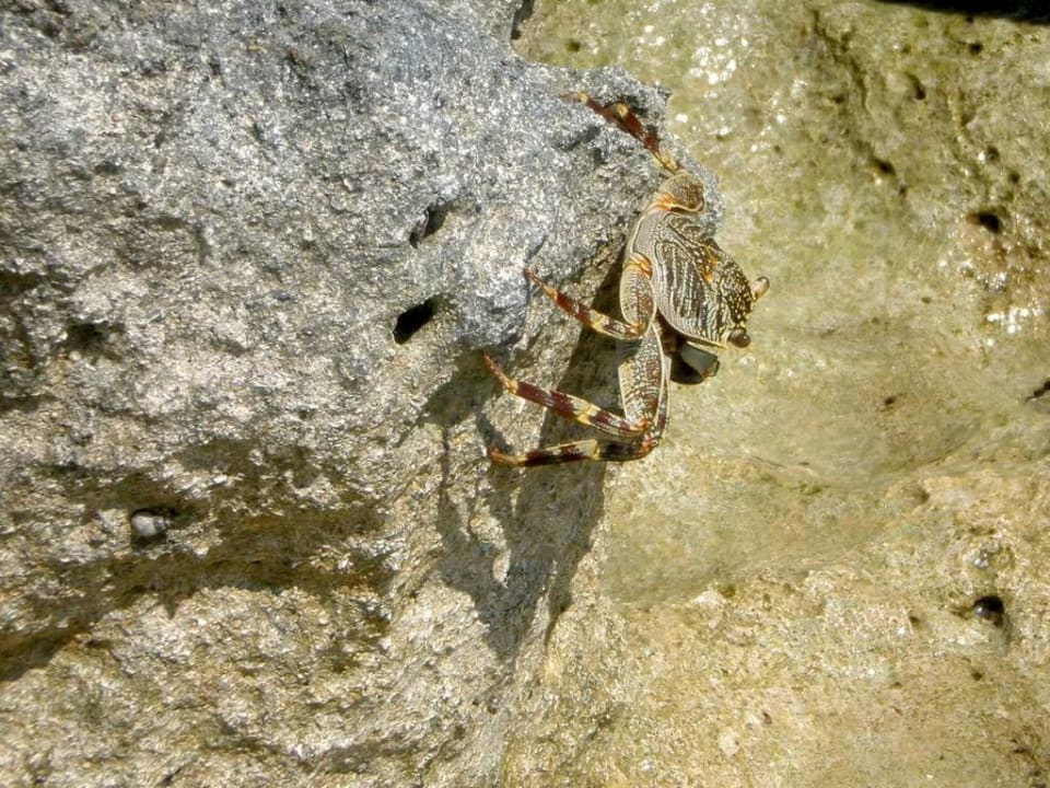 Krabbe NH Collection Maldives Reethi Resort