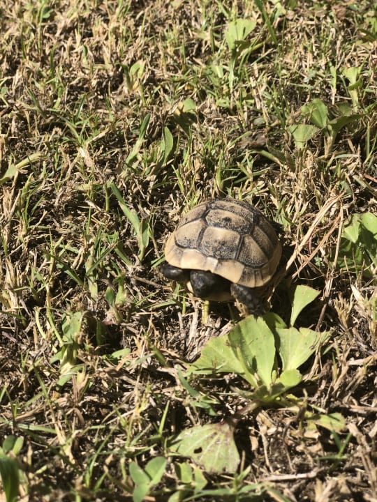 Gartenanlage Saphir Resort & Spa