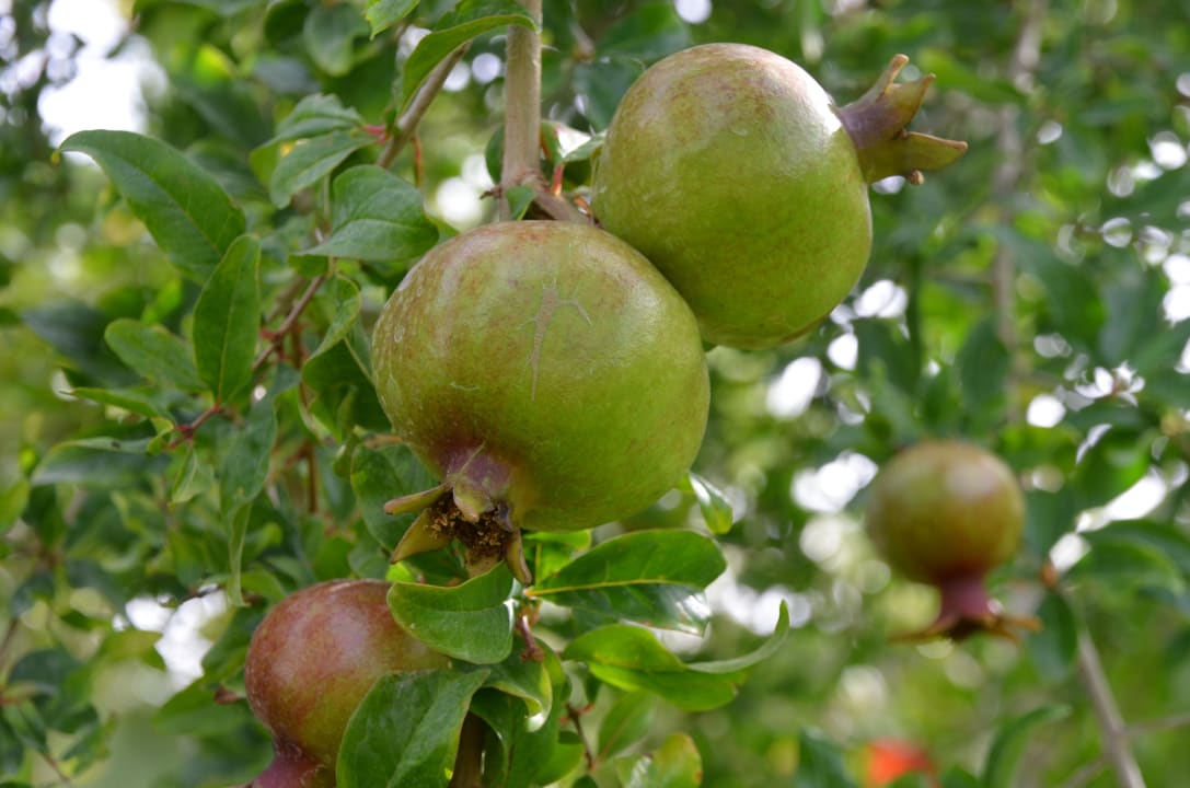 Garten Saphir Resort & Spa