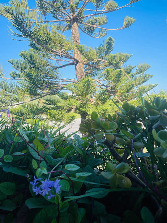 Gartenanlage Hotel Tigaki's Star