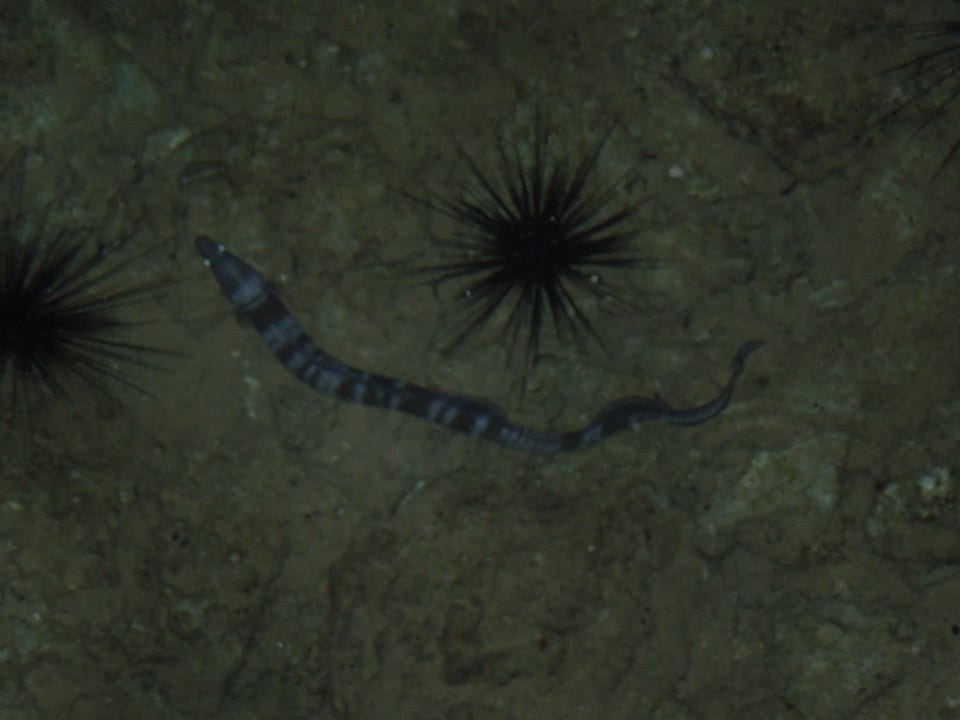 Am Abend vom Steg fotografiert. Jaz Makadi Oasis Resort