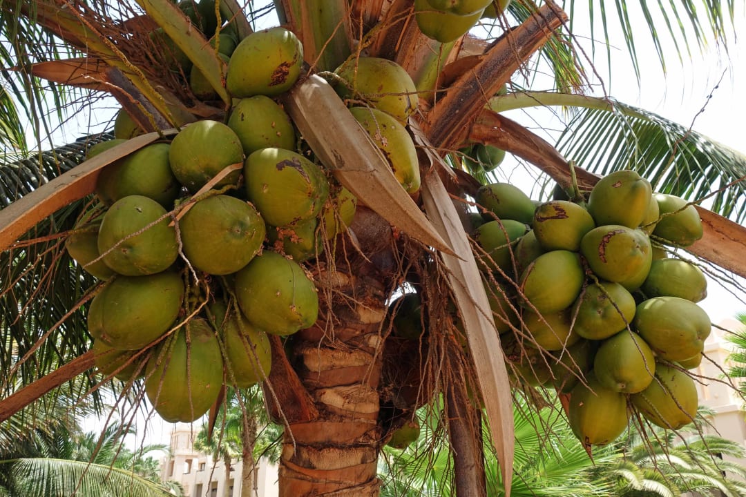 Gartenanlage Hotel Riu Touareg