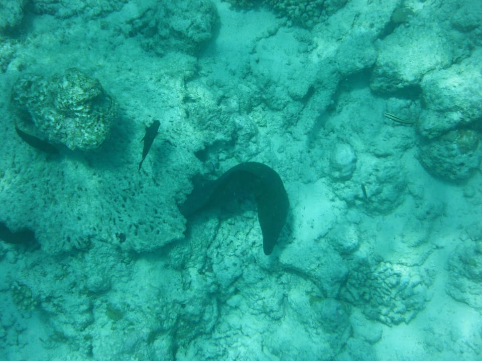 Muräne - kein Einzelfall Kuramathi Maldives