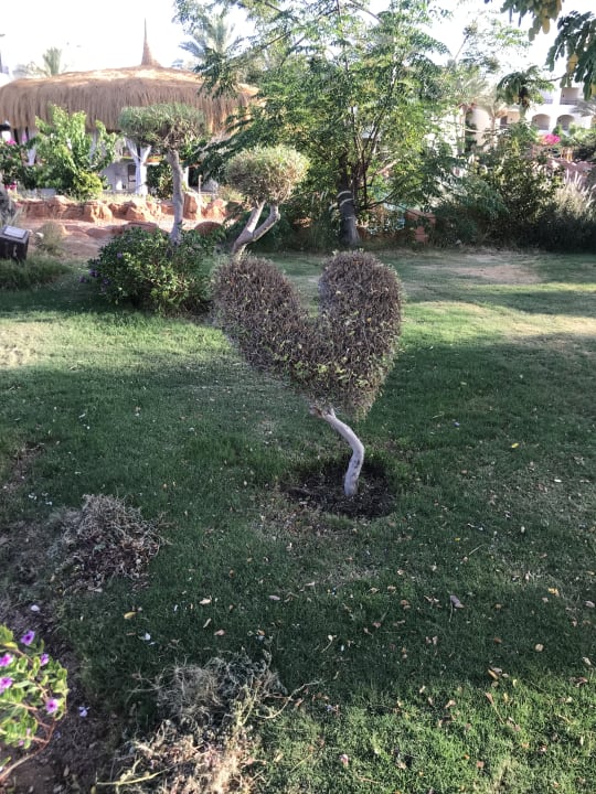 Gartenanlage Regency Plaza Aqua Park & Spa