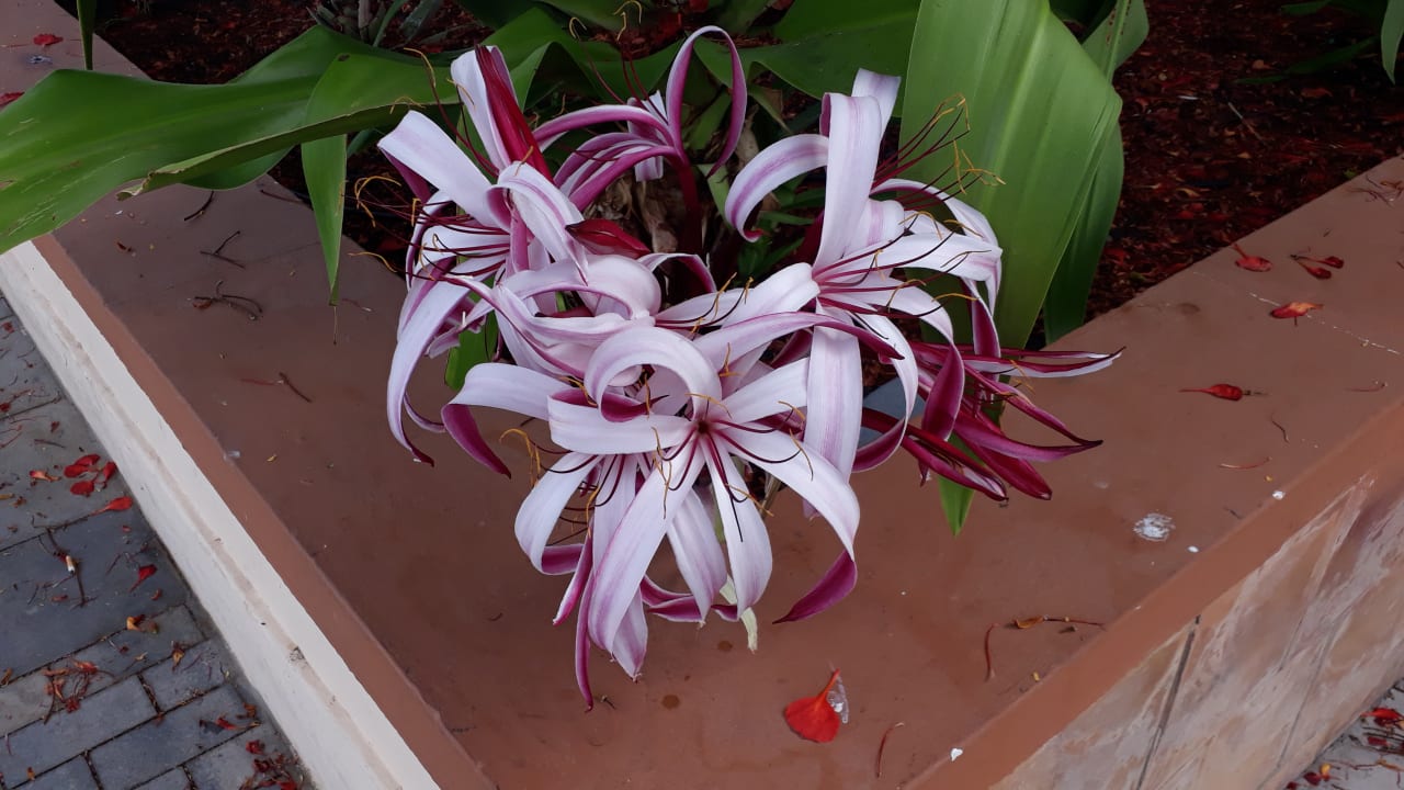 Gartenanlage Adrián Hoteles Colón Guanahaní - Adults only