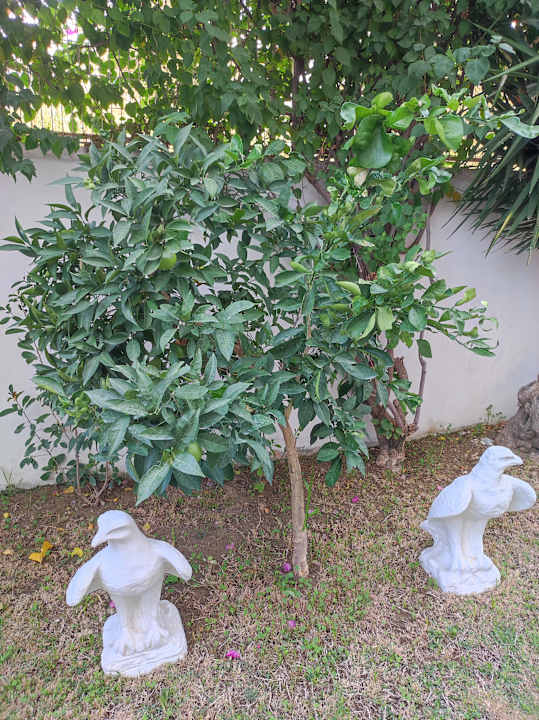 Gartenanlage Merve Sun Hotel & Spa