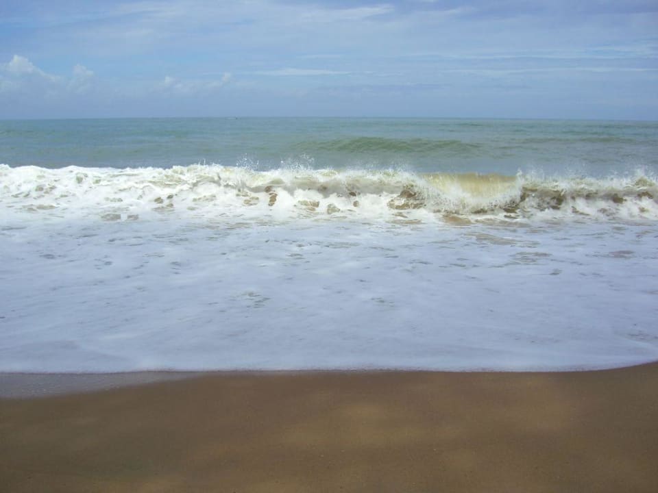 Sehr unscheinbar Moracea by Khao Lak Resort