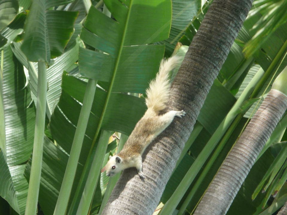 Eichhörnchen Hotel The Cottage